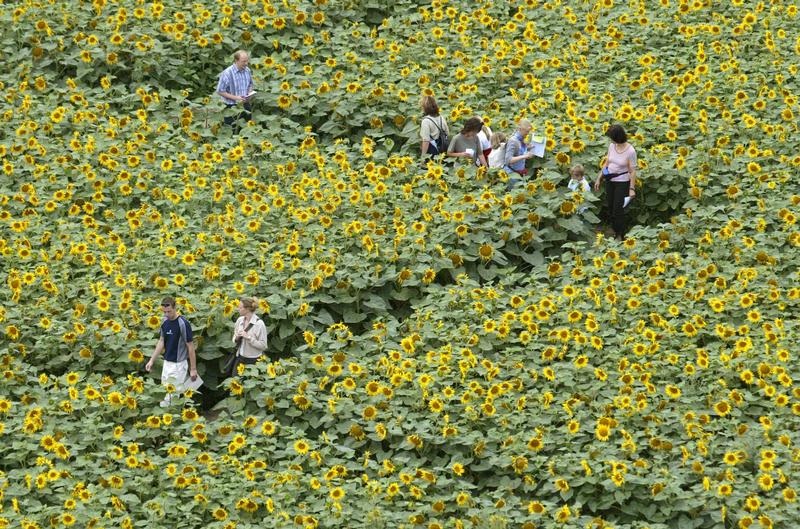 Visitors read their maps as they walk inside a labyrinth made of some 600,000 sunflowers near the village of Storkow, about 50 kilometres east of Berlin. REUTERS/Fabrizio Bensch 